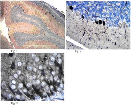 Anti-GluR2 Antibody, clone L21/32 clone L21/32, from mouse