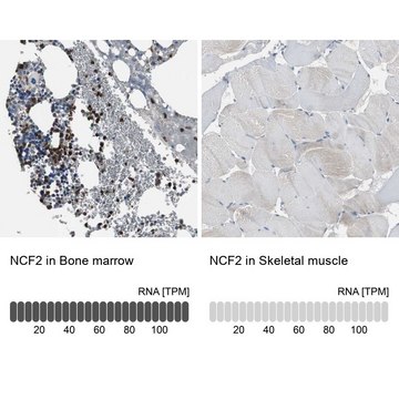 Anti-NCF2 antibody produced in rabbit Prestige Antibodies&#174; Powered by Atlas Antibodies, affinity isolated antibody, buffered aqueous glycerol solution