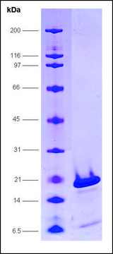 PC4, serine mutations human recombinant, expressed in E. coli, &#8805;80% (SDS-PAGE)