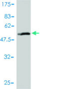 Monoclonal Anti-SLC27A4 antibody produced in mouse clone 1F4-1B10, purified immunoglobulin, buffered aqueous solution