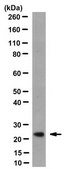 Anti-GCAP1 Antibody, clone 6B12 clone 6B12, from mouse