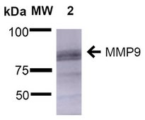 Monoclonal Anti-Copper Transporting Atpase 1 - Atto 390 antibody produced in mouse clone S60-4, purified immunoglobulin