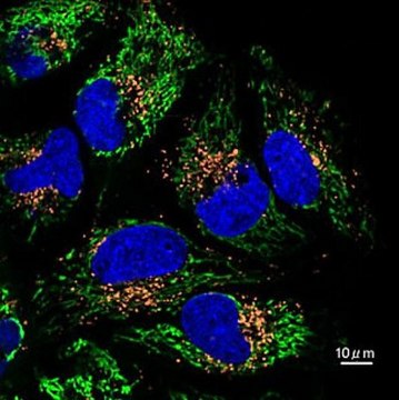 BioTracker 560 Orange Lysosome Dye Live cell imaging dye for acidic cellular organelles such as lysosomes.