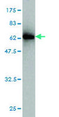Monoclonal Anti-EMILIN1 antibody produced in mouse clone 4A3, purified immunoglobulin, buffered aqueous solution
