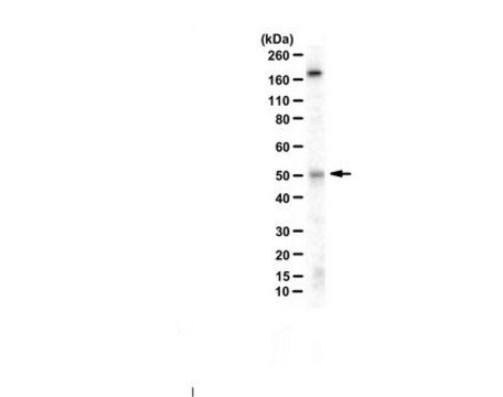 Anti-C9ORF72 (long form) from rabbit