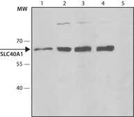 Anti-SLC40A1 antibody produced in rabbit IgG fraction of antiserum