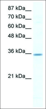 Anti-CCNG2 antibody produced in rabbit IgG fraction of antiserum