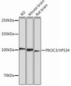Anti-PIK3C3/VPS34 antibody produced in rabbit