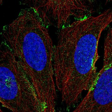 Anti-COLEC12 antibody produced in rabbit Prestige Antibodies&#174; Powered by Atlas Antibodies, affinity isolated antibody