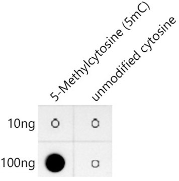 Anti-5-Methylcytosine(5mC),clone 10S5V10, Rabbit Monoclonal