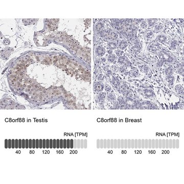 Anti-C8ORF88 antibody produced in rabbit Prestige Antibodies&#174; Powered by Atlas Antibodies, affinity isolated antibody, buffered aqueous glycerol solution