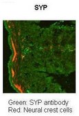 Anti-SYP antibody produced in rabbit affinity isolated antibody