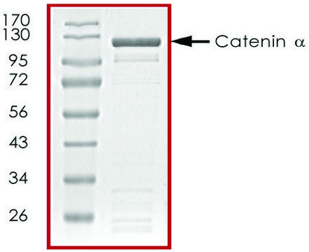 Catenin &#945;, GST tagged human recombinant, expressed in baculovirus infected Sf9 cells, &#8805;70% (SDS-PAGE), buffered aqueous glycerol solution