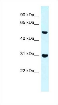 Anti-FNBP1 antibody produced in rabbit affinity isolated antibody