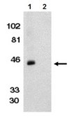 Anti-Bonzo Antibody from rabbit, purified by affinity chromatography