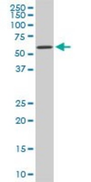 Monoclonal Anti-RIPK2 antibody produced in mouse clone 2C7, purified immunoglobulin, buffered aqueous solution