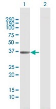 Anti-AKR1D1 antibody produced in mouse purified immunoglobulin, buffered aqueous solution