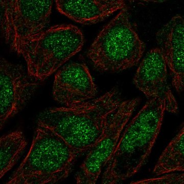 Anti-ZFP1 antibody produced in rabbit Prestige Antibodies&#174; Powered by Atlas Antibodies, affinity isolated antibody