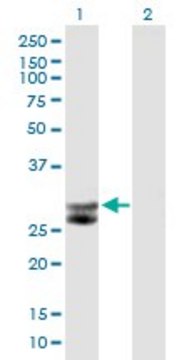 Anti-CTSG antibody produced in mouse IgG fraction of antiserum, buffered aqueous solution