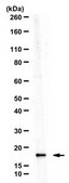 Anti-BCL2A1/BFL-1 Antibody from rabbit, purified by affinity chromatography