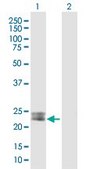 Anti-MSRA antibody produced in mouse IgG fraction of antiserum, buffered aqueous solution