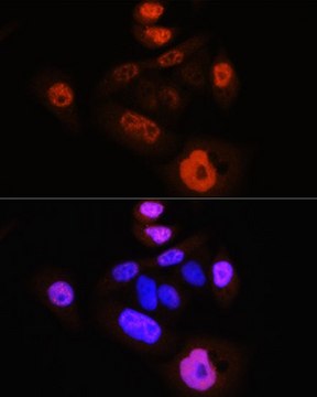 Anti-Phospho-YAP1-S127 antibody produced in rabbit