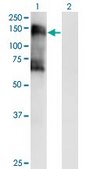 Monoclonal Anti-SNF1LK2 antibody produced in mouse clone 4C6, purified immunoglobulin, buffered aqueous solution