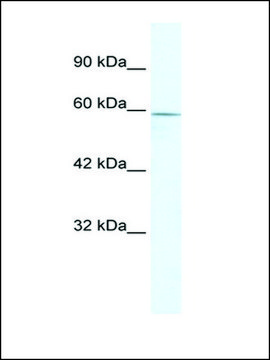 Anti-ZBTB7C antibody produced in rabbit IgG fraction of antiserum