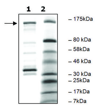 PDE4A4B active human recombinant, expressed in baculovirus infected Sf9 cells, &#8805;40% (SDS-PAGE)