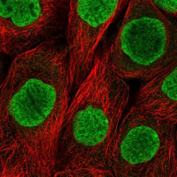 Anti-H2AFY antibody produced in rabbit Prestige Antibodies&#174; Powered by Atlas Antibodies, affinity isolated antibody