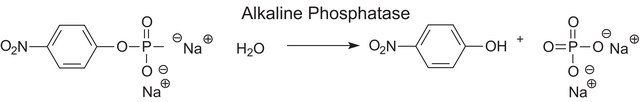 Phosphatase, Alkaline from bovine intestinal mucosa BioUltra, &#8805;5,700&#160;DEA units/mg protein