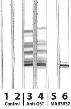 Anti-PPAR gamma 1 and 2 Antibody, phospho-specific (Ser112) ascites fluid, Chemicon&#174;