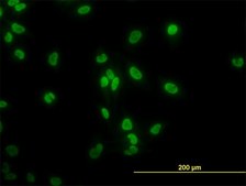 ANTI-TAF11 antibody produced in mouse clone 3G6, purified immunoglobulin, buffered aqueous solution