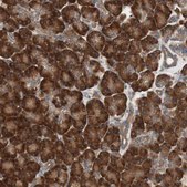 Anti-LZTS1 antibody produced in rabbit Prestige Antibodies® Powered by Atlas Antibodies, affinity isolated antibody, buffered aqueous glycerol solution