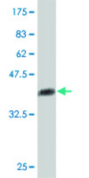 Monoclonal Anti-ITGAE antibody produced in mouse clone 6B8, purified immunoglobulin, buffered aqueous solution