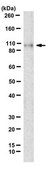 Anti-Alpha-Catenin Antibody, clone 1G5 clone 1G5, from mouse