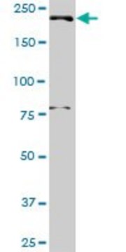 Anti-DNMBP antibody produced in rabbit purified immunoglobulin, buffered aqueous solution