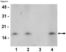 ChIPAb+ Dimethyl-Histone H3 (Lys27) - ChIP Validated Antibody and Primer Set, rabbit monoclonal culture supernatant, from rabbit