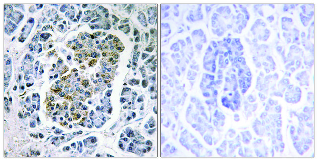 Anti-MTSSB antibody produced in rabbit affinity isolated antibody