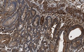 Anti-FOXO3A Antibody, clone 1G18 ZooMAb® Rabbit Monoclonal recombinant, expressed in HEK 293 cells