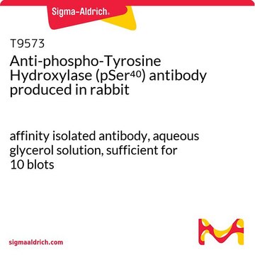 Anti-phospho-Tyrosine Hydroxylase (pSer40) antibody produced in rabbit affinity isolated antibody, aqueous glycerol solution, sufficient for 10&#160;blots