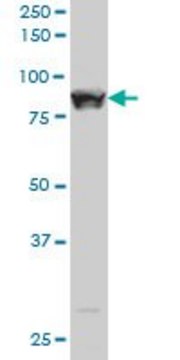 ANTI-STAT5B antibody produced in mouse clone 1F5, purified immunoglobulin, buffered aqueous solution