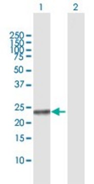 Anti-NME5 antibody produced in rabbit purified immunoglobulin, buffered aqueous solution