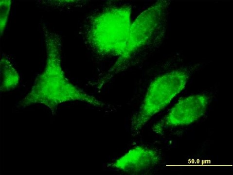 Monoclonal Anti-FASLG antibody produced in mouse clone 2G9-G8, purified immunoglobulin, buffered aqueous solution