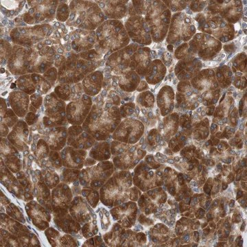 Anti-AUP1 antibody produced in rabbit Prestige Antibodies&#174; Powered by Atlas Antibodies, affinity isolated antibody, buffered aqueous glycerol solution