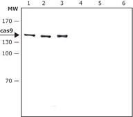 Anti-CRISPR/Cas9 (C-terminal) antibody, Mouse monoclonal clone 10C11-A12, purified from hybridoma cell culture