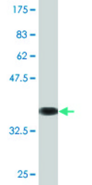 Monoclonal Anti-ITGA7 antibody produced in mouse clone 1F4, purified immunoglobulin, buffered aqueous solution