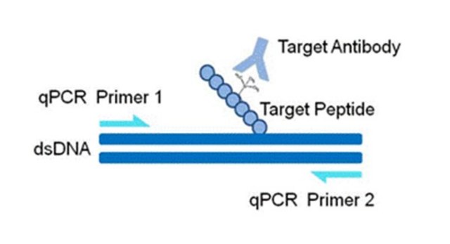 AccuChIP Dimethyl-Histone H3 (Lys27) Chromatin Immunoprecipitation Internal Control target-specific spike-in controls that make ChIP experiments more quantitative and accurate