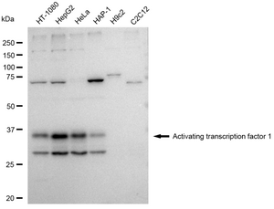Anti Activating transcription factor 1 Antibody, clone 23GB4325, Rabbit Monoclonal clone 23GB4325, recombinant rabbit monoclonal, expressed in HEK293 cells