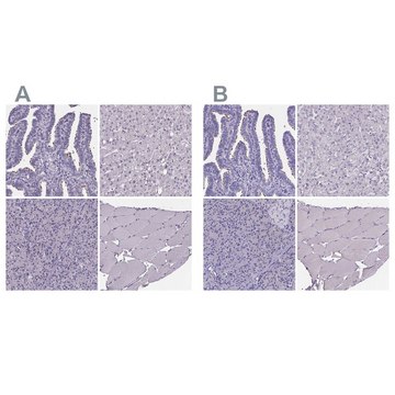 抗-SPEF2 兔抗 Prestige Antibodies&#174; Powered by Atlas Antibodies, affinity isolated antibody, buffered aqueous glycerol solution